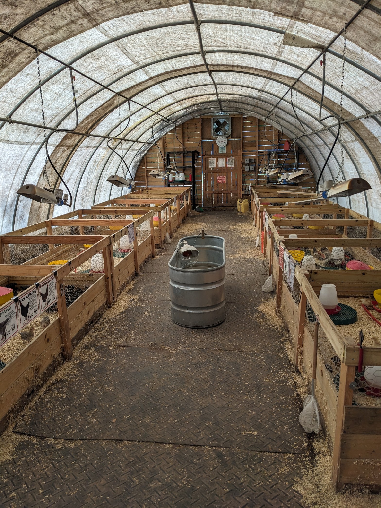 inside a chicken hatchery for an article about Charley's Chicks in Jacksonville and how we were engaged to do content writing about chickens for this iconic company